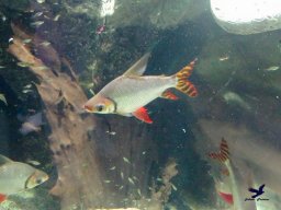 Haus des Meeres 4.02.2026